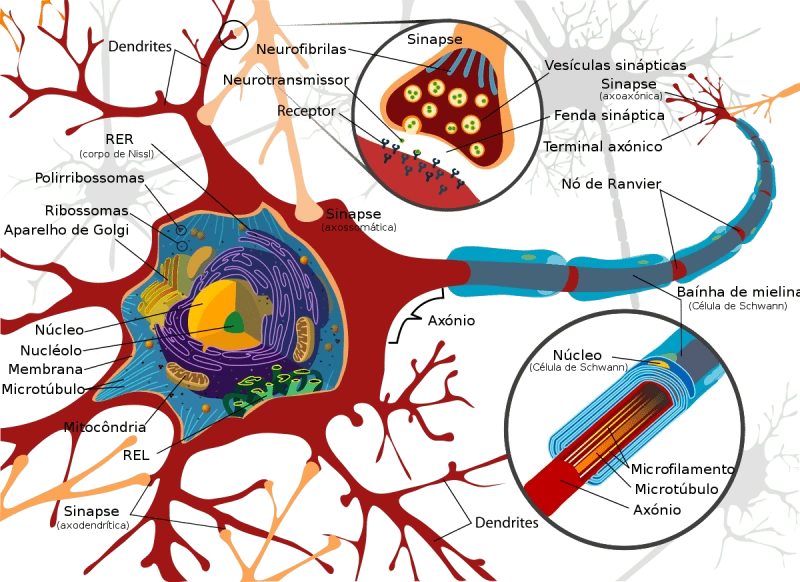 Neuro Brain